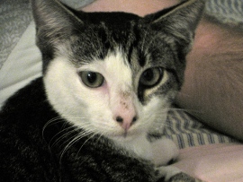 Happy Tails 2012