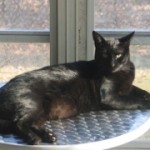 Atticus