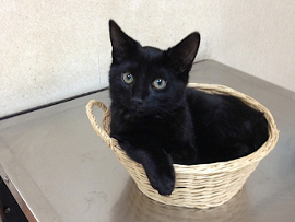 Happy Tails 2014
