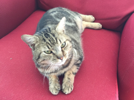 Happy Tails 2015