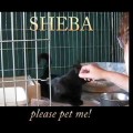 Sheba