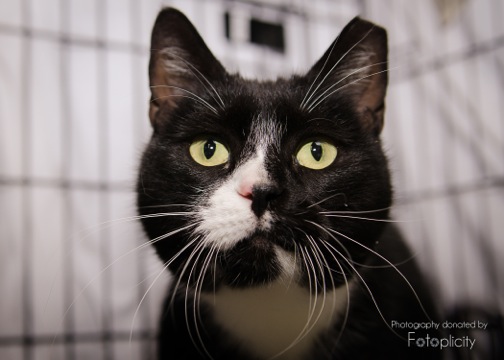 Tuxie is still looking for a foster or permanent home!