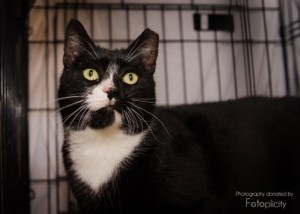 Tuxie