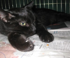 Sheba
