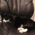 Happy Tails 2016