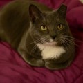Bella has been adopted!