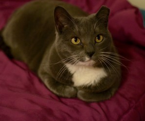 Bella has been adopted!