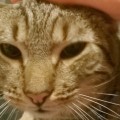 Happy Tails: Todd has been adopted!