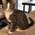Dolly and Marty in Need of Homes