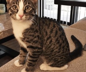 Dolly and Marty in Need of Homes