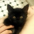 Ghengis and Franklin have been adopted!