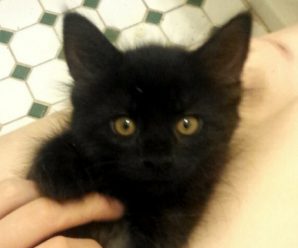 Ghengis and Franklin have been adopted!