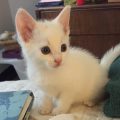 Livvie, Evvie and other Scarlet Paws cats are looking for homes!