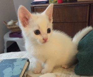 Livvie, Evvie and other Scarlet Paws cats are looking for homes!