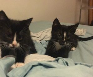 Lucy and Ethel are looking for a home together!