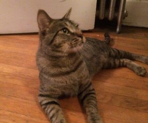 Mister is looking for a home!